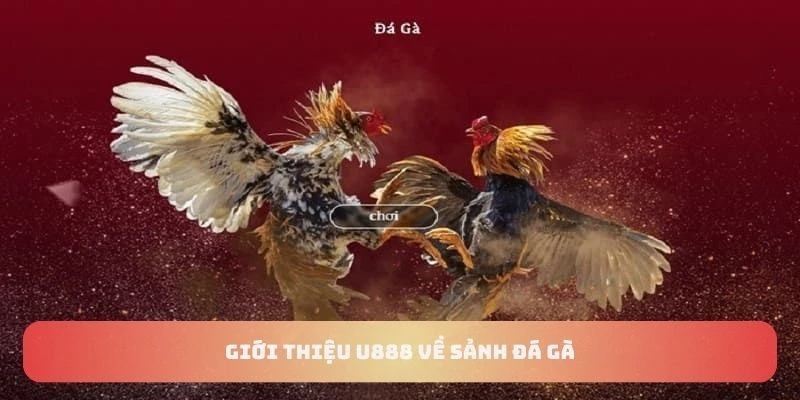 Giới thiệu U888 về sảnh đá gà